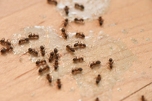 Best Affordable Pest Control Services  in Bedford, IA