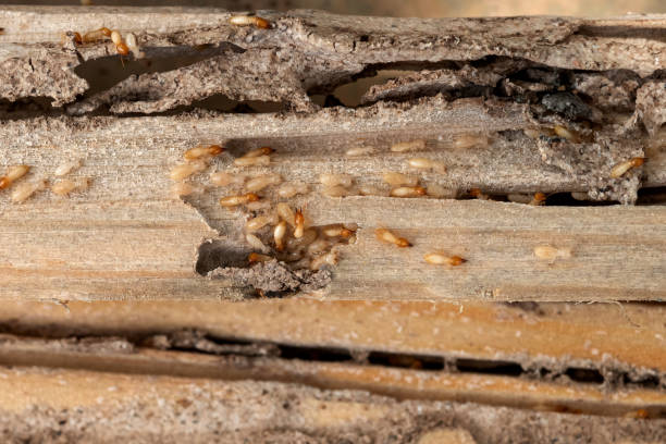 Best Pest Control for Businesses  in Bedford, IA