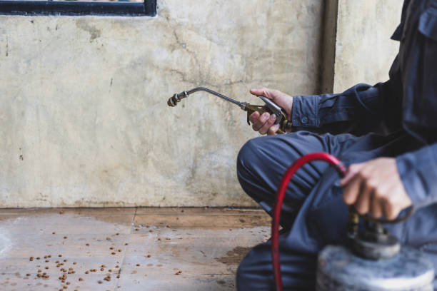 Best Wasp Removal Services  in Bedford, IA